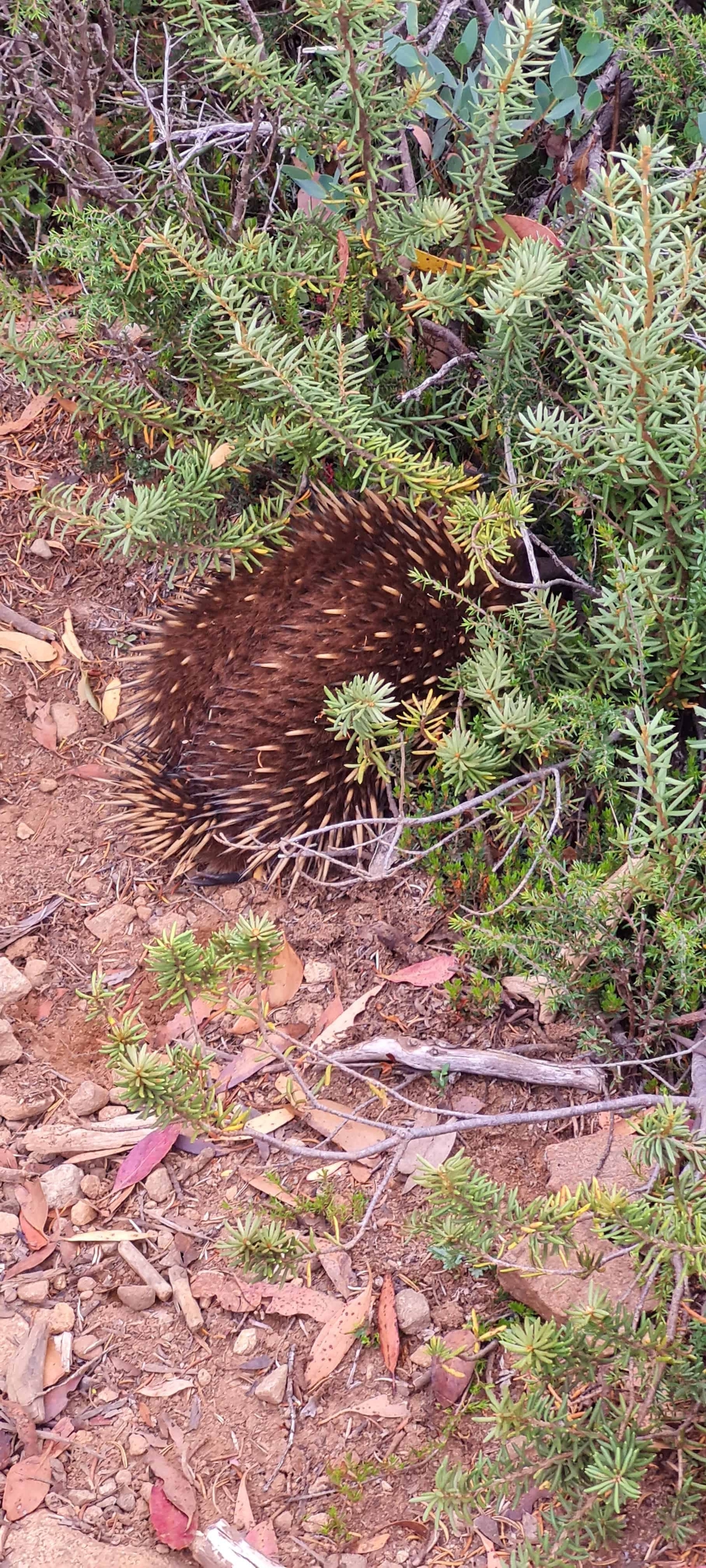 A wild echidna!